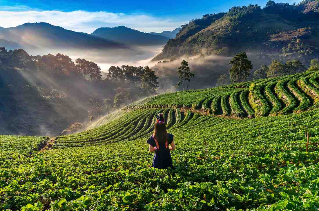 Luxury Tea Trails & Misty Mountains